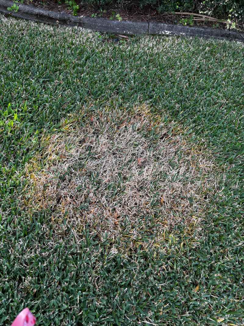 A Brown Lawn Needs A Diagnosis Before It Needs Fungicide A Brown Lawn Needs A Diagnosis Before It Needs Fungicide