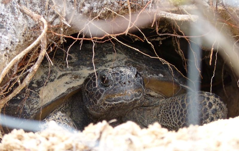 A Burrow Should Be Left Completely Undisturbed