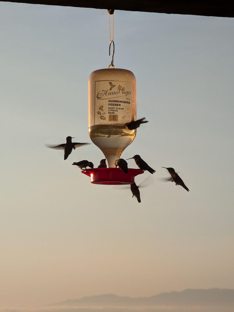 A Busy Feeder Can Mean Natural Nectar Is Running Low A Busy Feeder Can Mean Natural Nectar Is Running Low