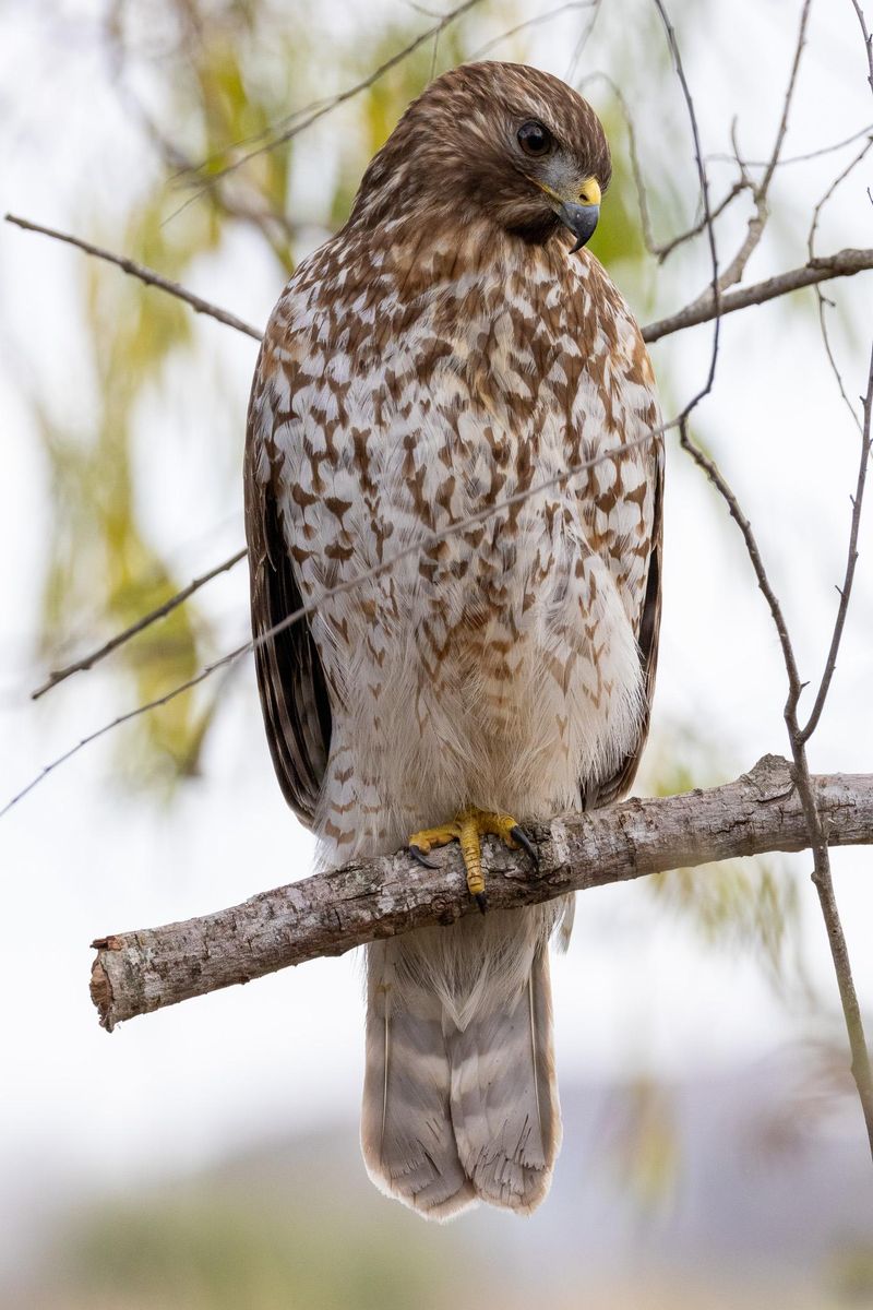 A Busy Feeder May Be Creating An Easy Hunting Stop