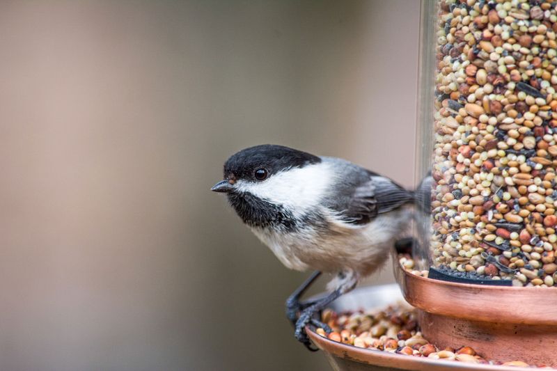 A Busy Feeder Means Food Is Scarce A Busy Feeder Means Food Is Scarce