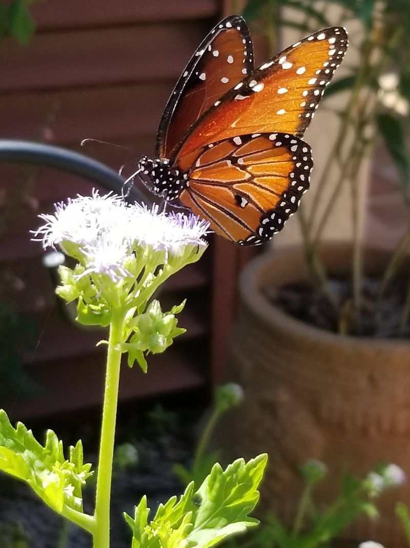 A Busy Porch Can Reflect A Butterfly-Friendly Landscape Nearby