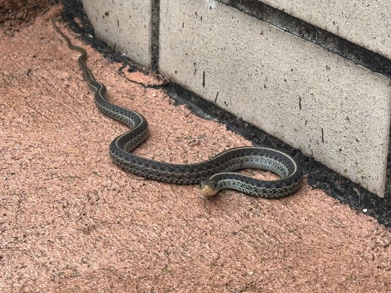 A Clearer Strip Along Walls Makes Surprise Encounters Less Likely