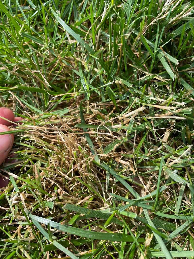 A Close Leaf Check Beats Treating Every Brown Patch The Same Way A Close Leaf Check Beats Treating Every Brown Patch The Same Way