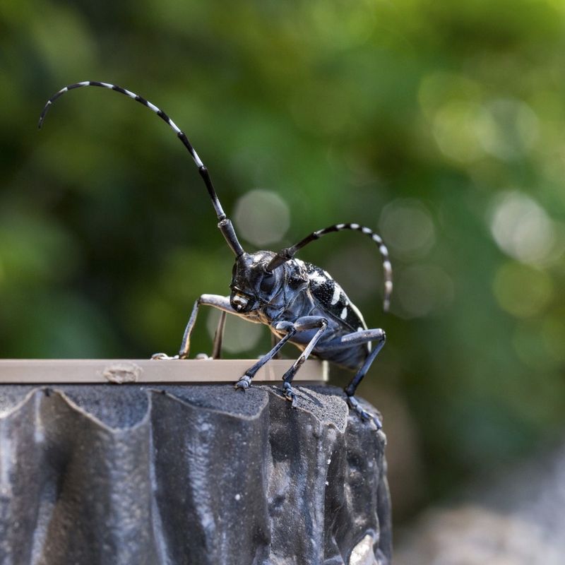 A Closer Look At This Beetle's Unmistakable Appearance A Closer Look At This Beetle's Unmistakable Appearance