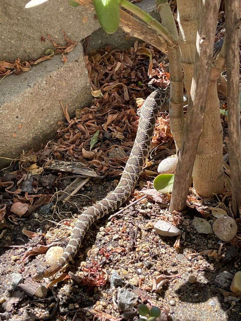 A Comfortable Backyard Can Also Be Comfortable For A Snake A Comfortable Backyard Can Also Be Comfortable For A Snake