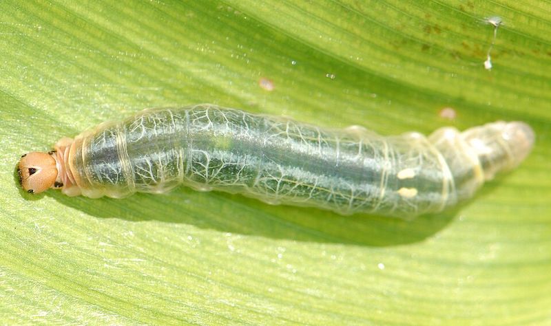A Common Pest Behind Rolled And Damaged Leaves A Common Pest Behind Rolled And Damaged Leaves