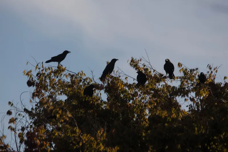 A Communal Roost May Be Forming Nearby