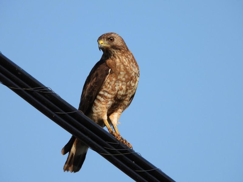 A Cooper's Hawk Can Mean Your Songbird Crowd Is Thriving