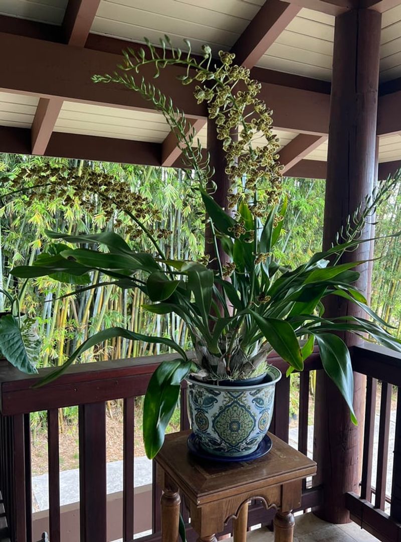 A Covered Porch Can Steal More Light Than Gardeners Realize A Covered Porch Can Steal More Light Than Gardeners Realize