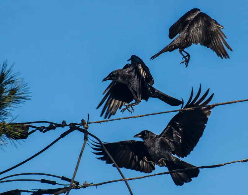 A Crow Family May Be Traveling Together