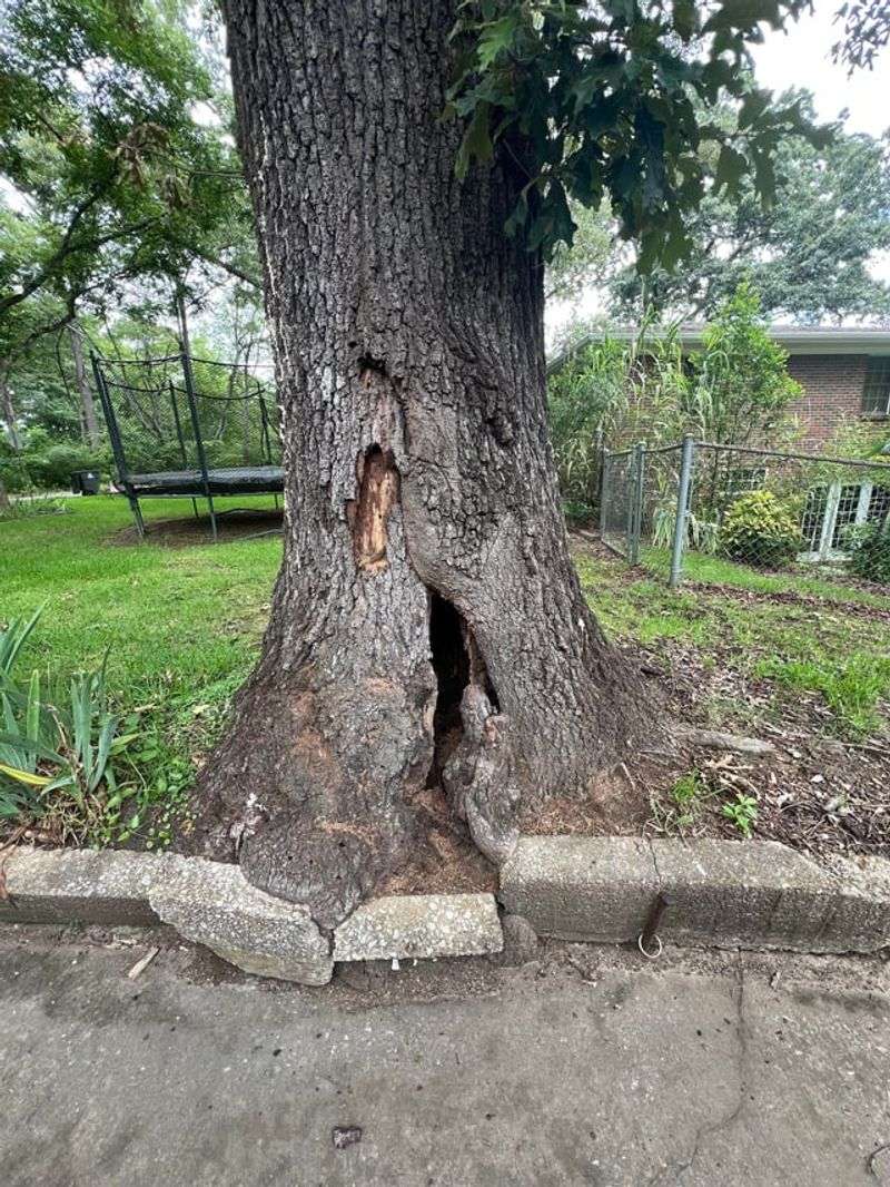 A Dangerous Tree Gets Treated Differently A Dangerous Tree Gets Treated Differently