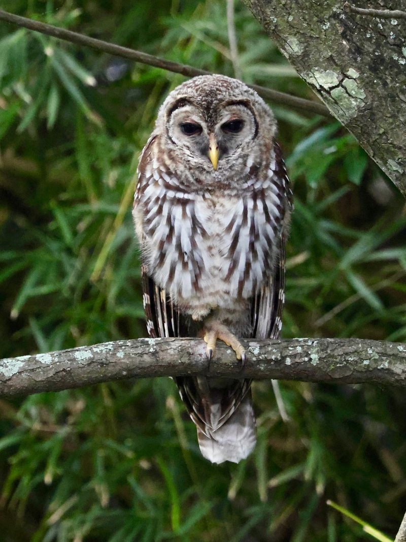 A Daytime Roost Means The Spot Feels Sheltered A Daytime Roost Means The Spot Feels Sheltered