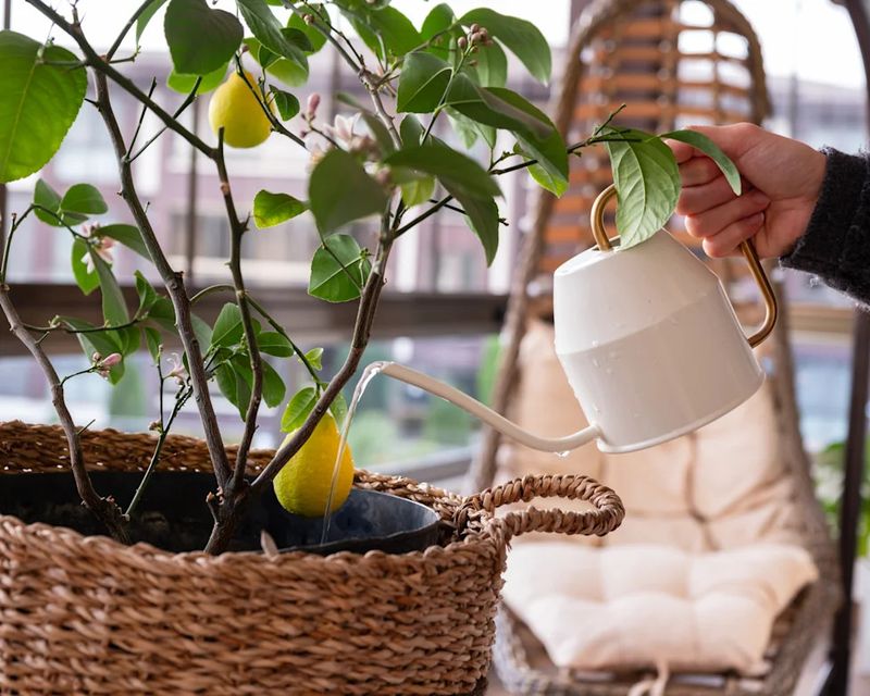 A Deep Drink Reaches More Of The Root Ball