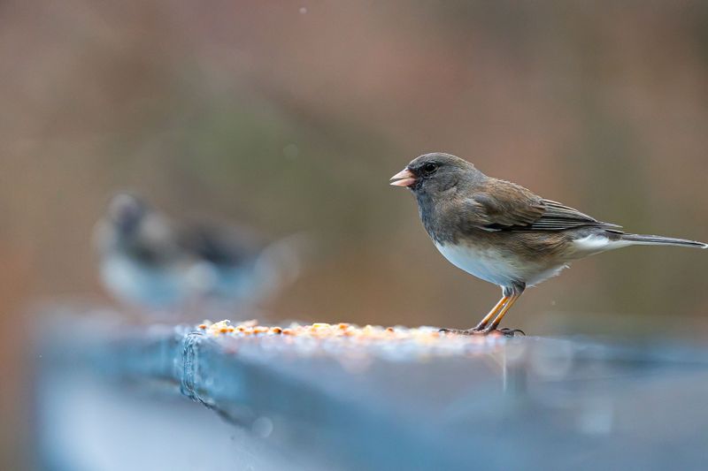 A Dirty Feeder Spreads Disease And Discourages Visits A Dirty Feeder Spreads Disease And Discourages Visits