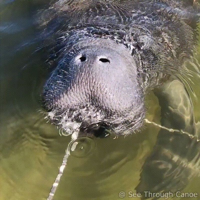 A Dock Visit Does Not Mean The Manatee Needs Food Or Help