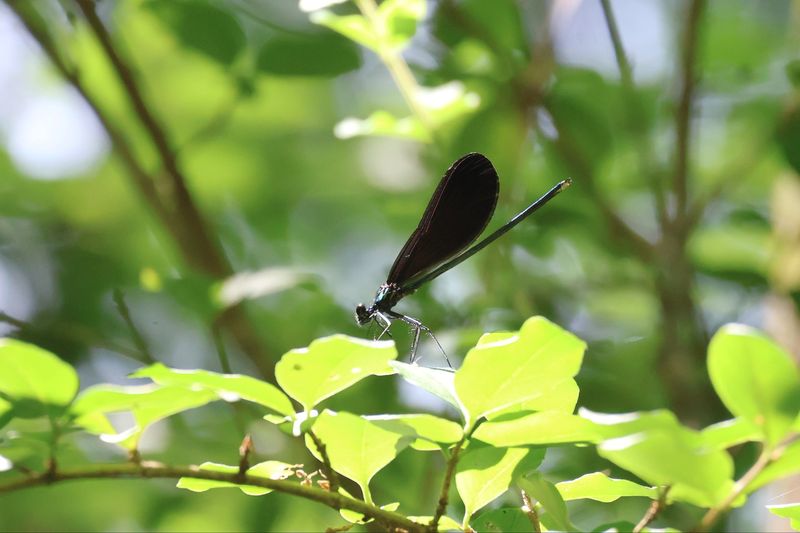 A Dragonfly-Filled Yard Is Usually Good News A Dragonfly-Filled Yard Is Usually Good News