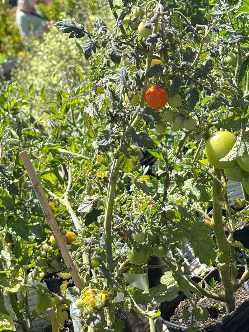 A Dull Or Dusty Look Developing Across The Foliage