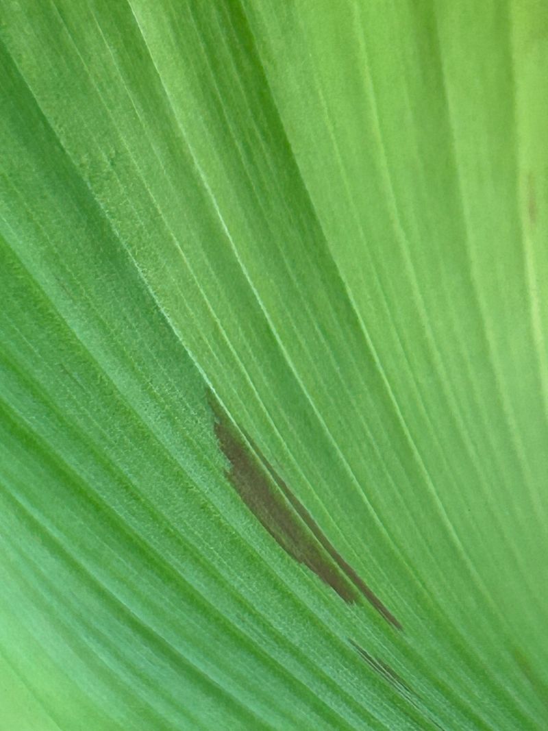 A Faint Streak Along The Leaf Blade Signals Trouble Below