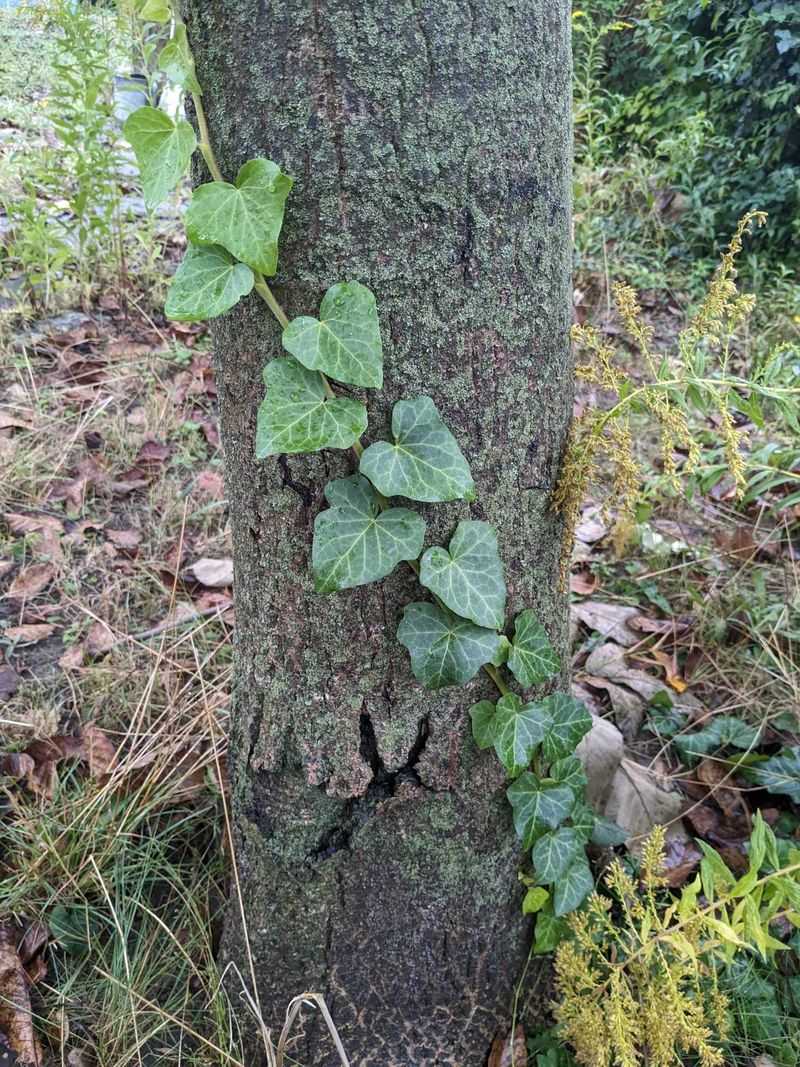 A Familiar Yard Plant Facing New Rules
