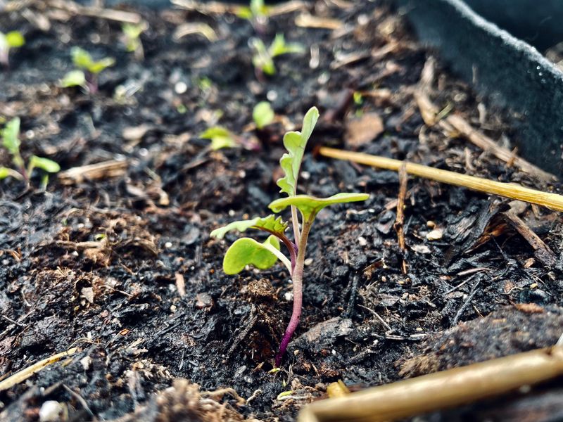 A Fast Maturing Brassica Sits Overlooked On The Same Planting Calendar