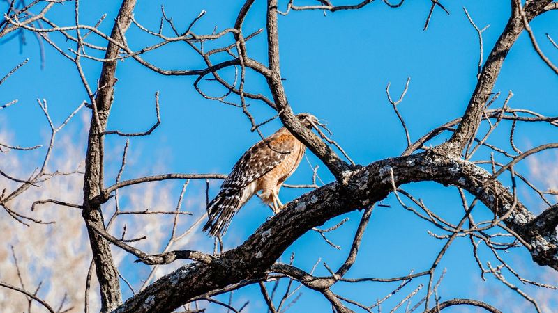 A Favorite Fence Or Tree Is Giving The Hawk A Better View