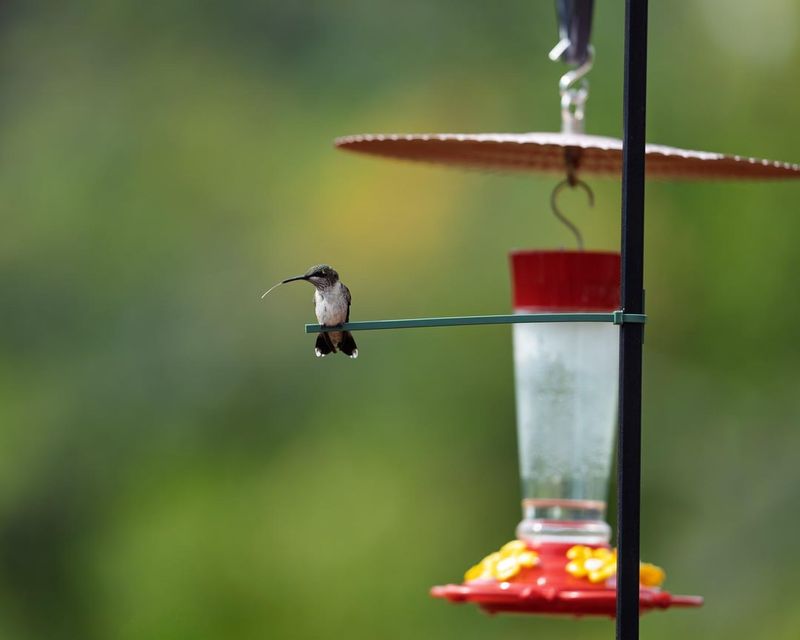 A Favorite Perch Gives The Bossy Bird A Lookout Spot