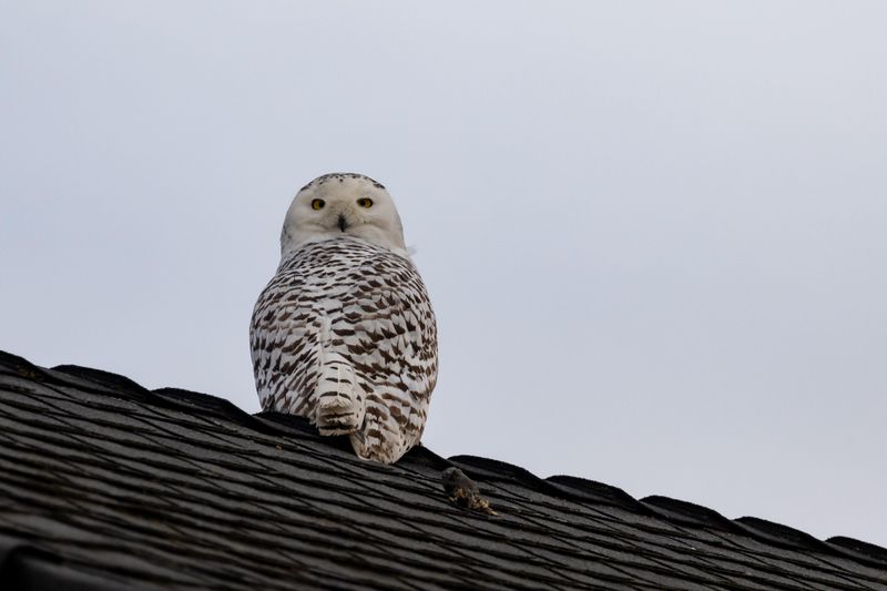 A Favorite Roofline Can Become A Lookout Spot