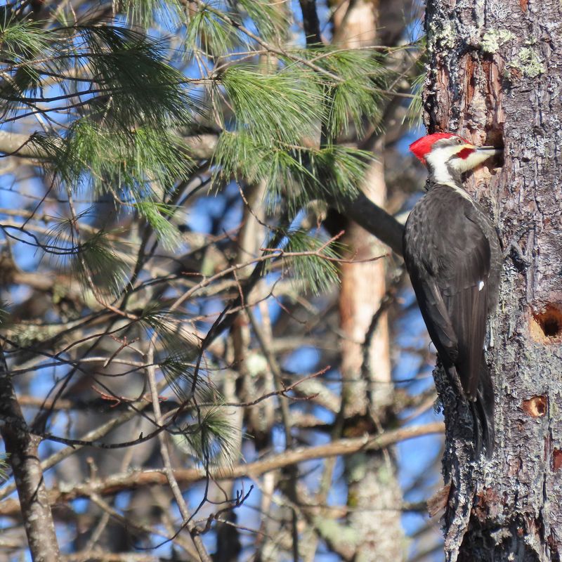 A Favorite Tree May Also Offer A Good Drumming Spot