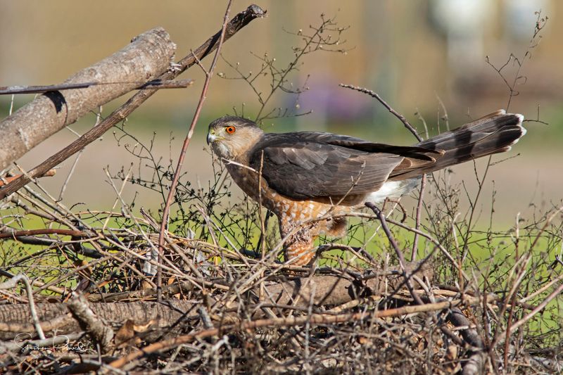 A Feeder Pause Can Tell A Persistent Hawk To Hunt Elsewhere
