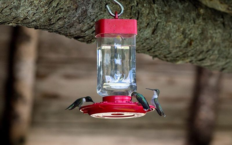 A Feeder Supports Migration; It Does Not Control It A Feeder Supports Migration; It Does Not Control It