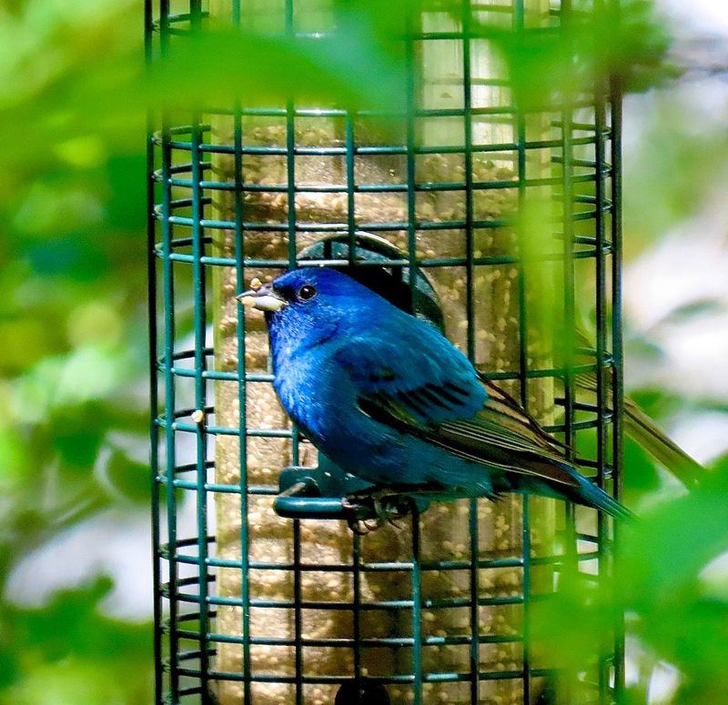 A Feeder Works Better When The Yard Offers Cover Too
