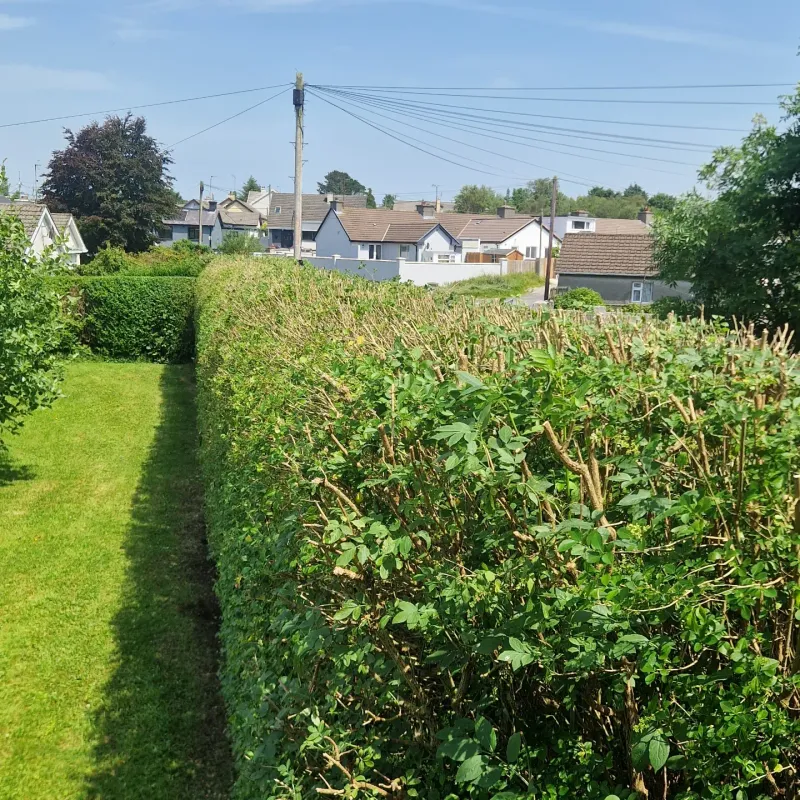 A Fence Can Hide Spread Until The Hedge Is Hard To Control A Fence Can Hide Spread Until The Hedge Is Hard To Control