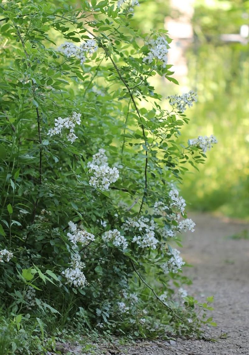 A Fence-Line Fix That Became Wisconsin's Invasive Problem A Fence-Line Fix That Became Wisconsin's Invasive Problem
