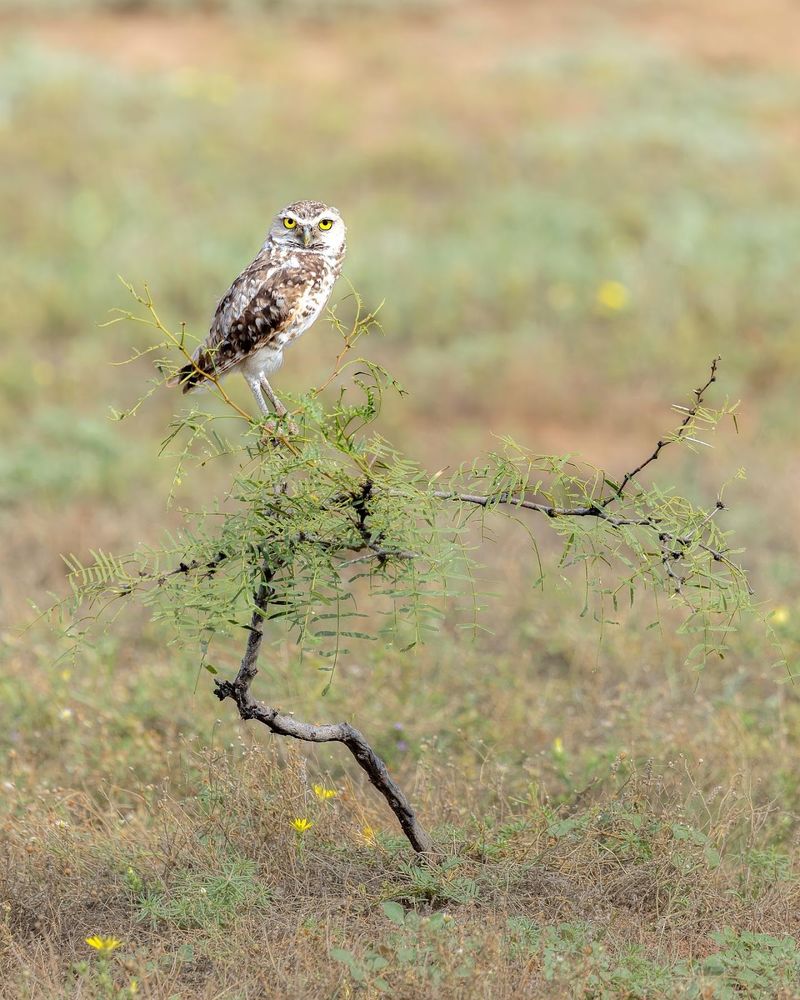 A Fence-Post Owl Usually Means Prey Is Nearby A Fence-Post Owl Usually Means Prey Is Nearby