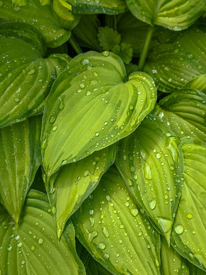 A Few Minutes Weekly Keeps Hostas Thriving A Few Minutes Weekly Keeps Hostas Thriving