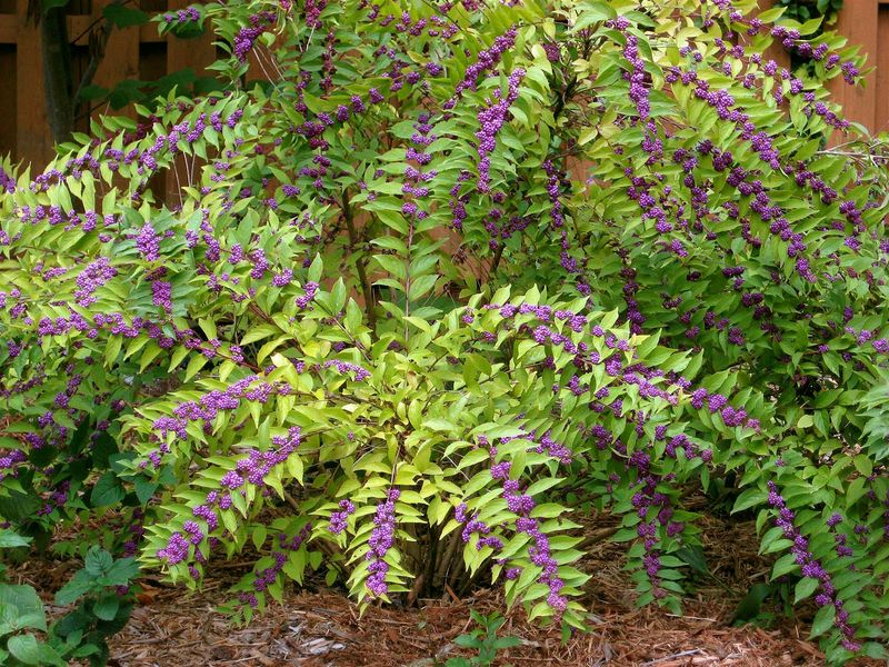 A Five-Foot Shrub Size Fits Many Informal Garden Spaces