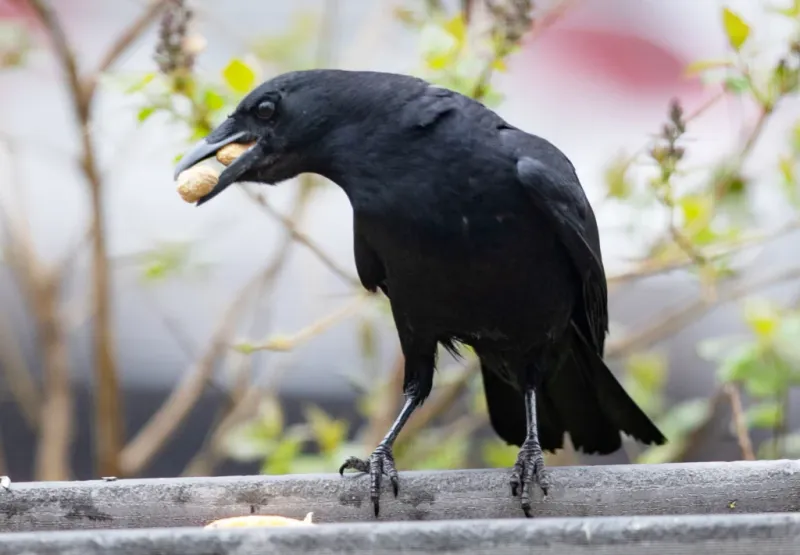 A Food Source May Have Caught Their Attention