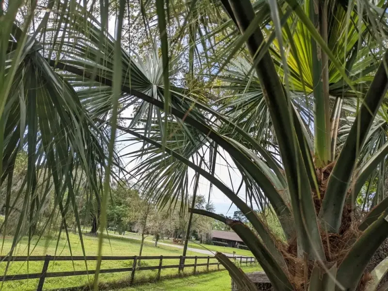 A Full Crown Gives Young Fronds More Support