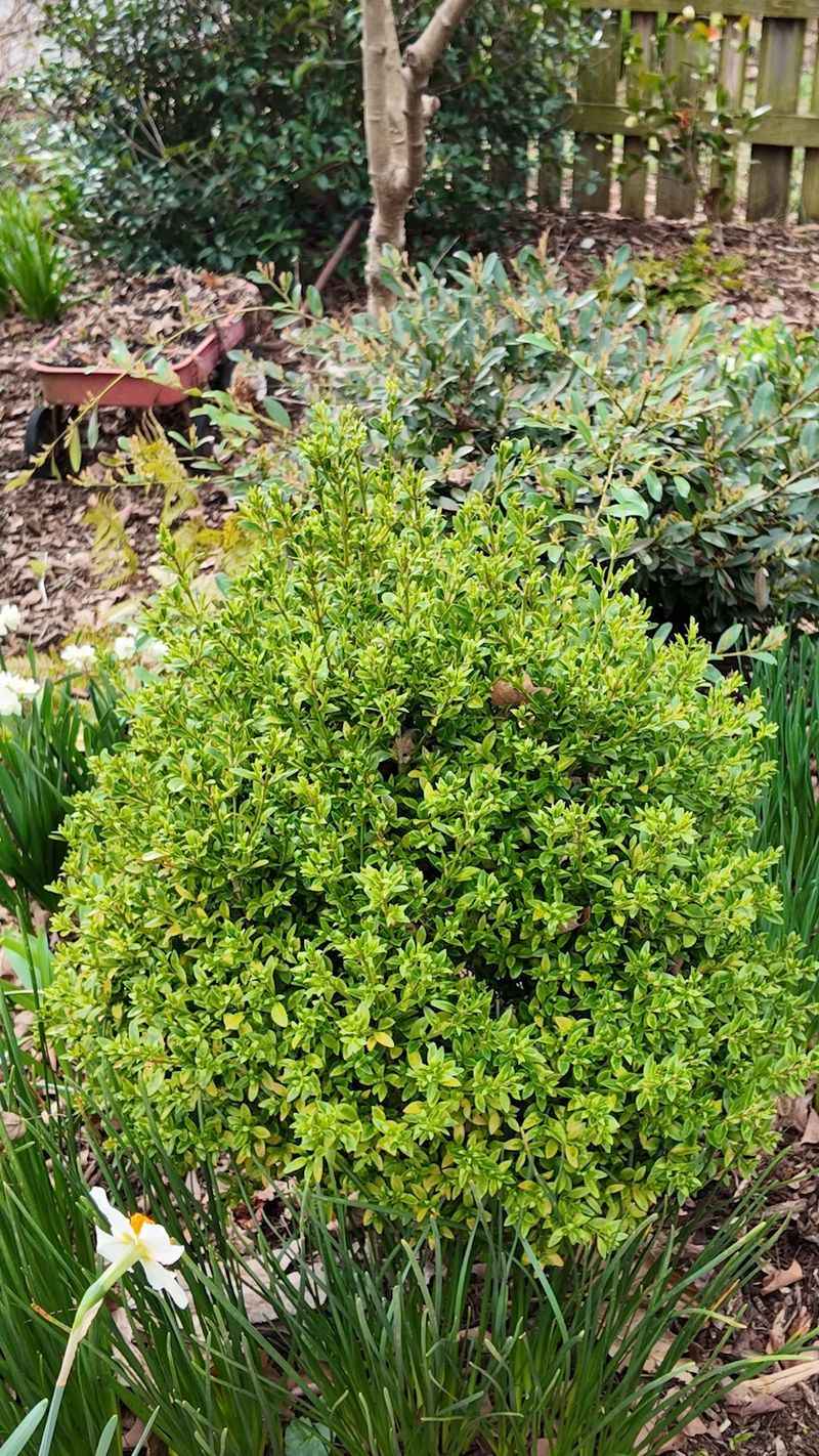 A Fuller Shrub Offers More Than Food Alone A Fuller Shrub Offers More Than Food Alone