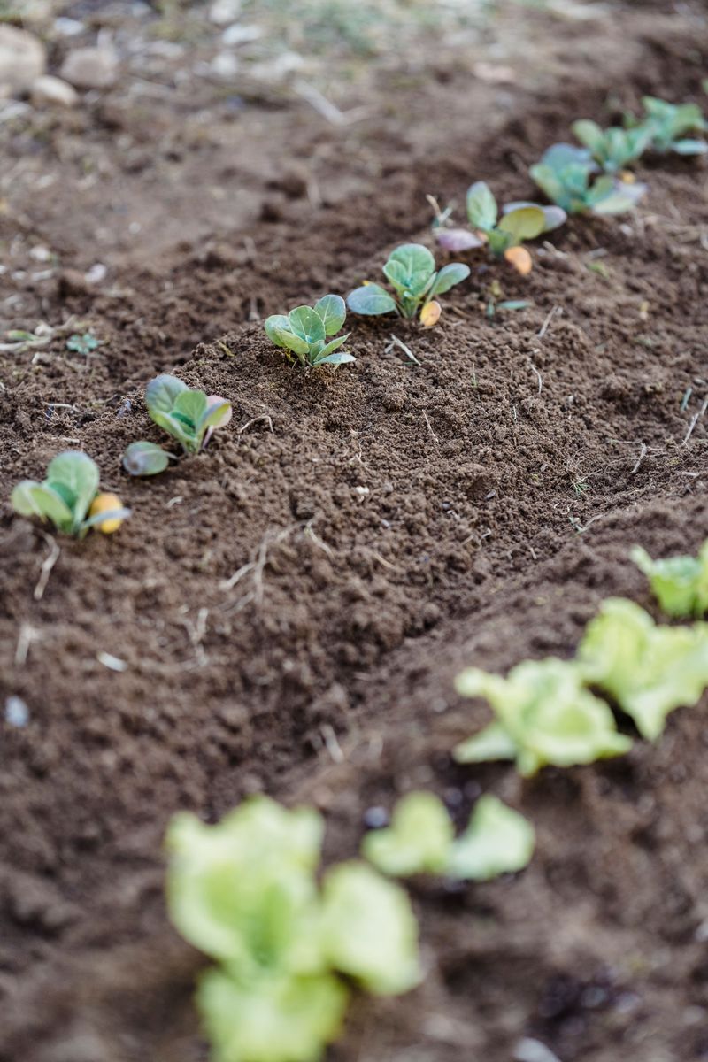 A Garden Trick Amish Growers Rely On Every August