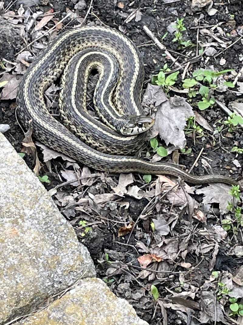 A Garter Snake Can Actually Help With Garden Pests