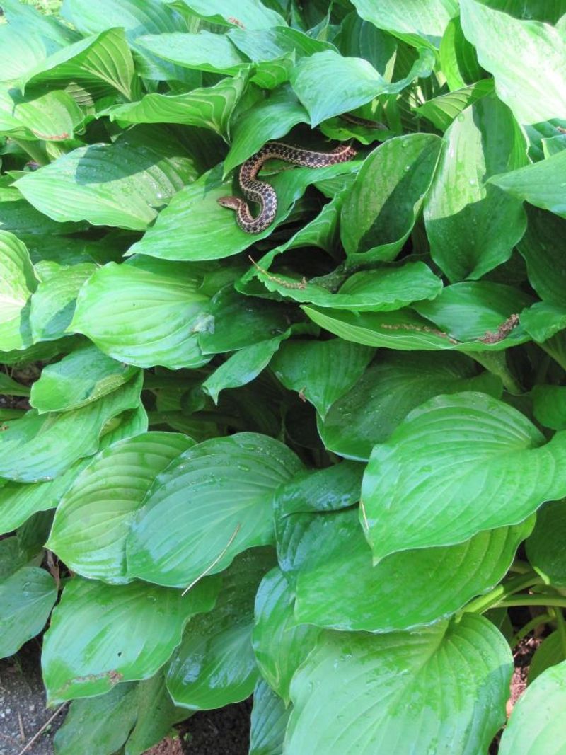 A Garter Snake Means Your Garden Has More Going On Than Flowers