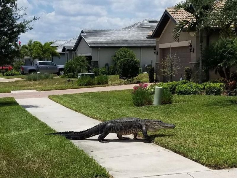 A Gator Crossing The Yard May Simply Be Moving On