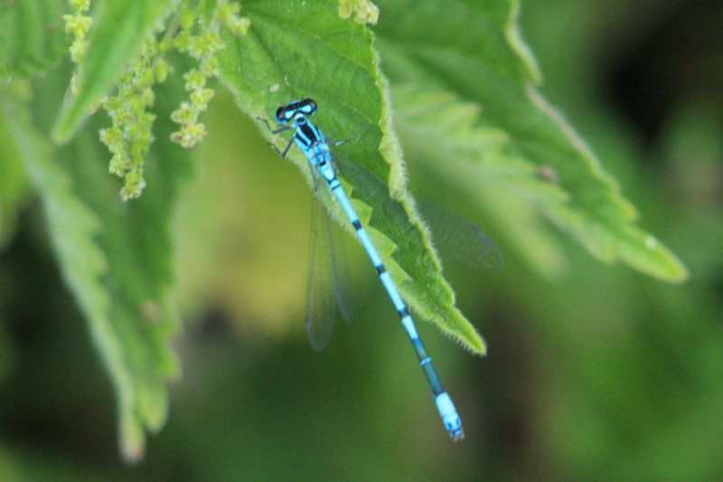 A Good Sign For Your Yard, Not A Warning