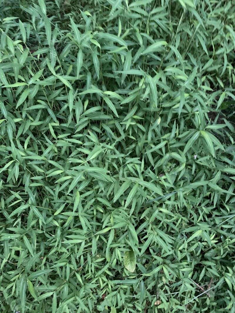 A Grass Problem Spreading Fast Across Massachusetts Yards