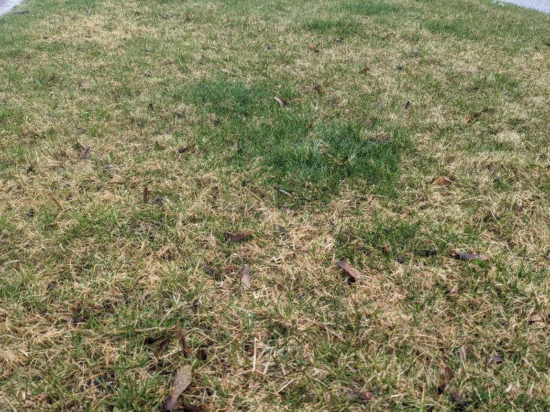 A Green Lawn Is Different From Cured Dry Grass A Green Lawn Is Different From Cured Dry Grass