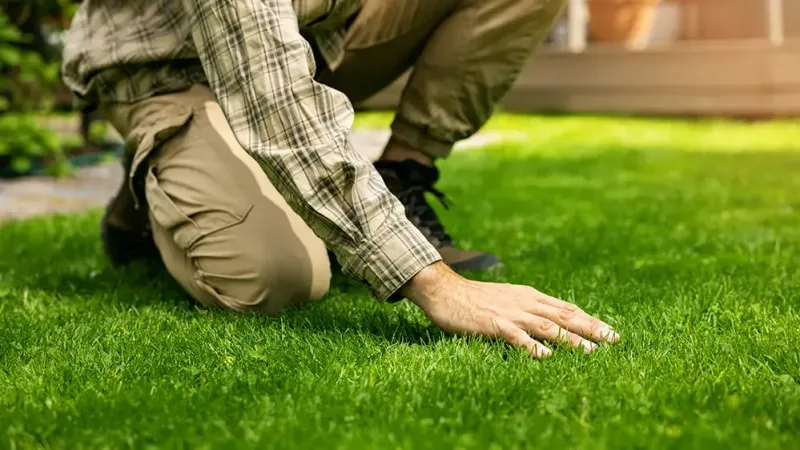 A Green Lawn Still May Not Need More Nitrogen A Green Lawn Still May Not Need More Nitrogen
