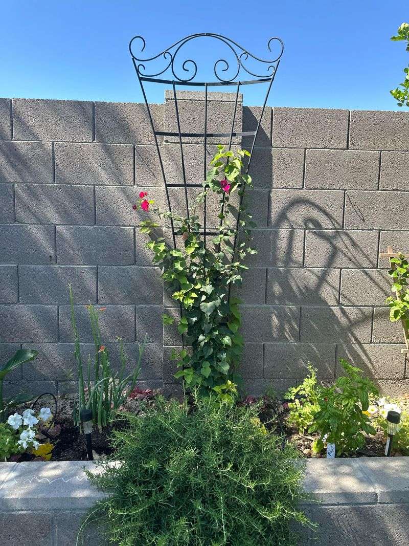 A Green Plant May Not Be Asking For More Fertilizer A Green Plant May Not Be Asking For More Fertilizer
