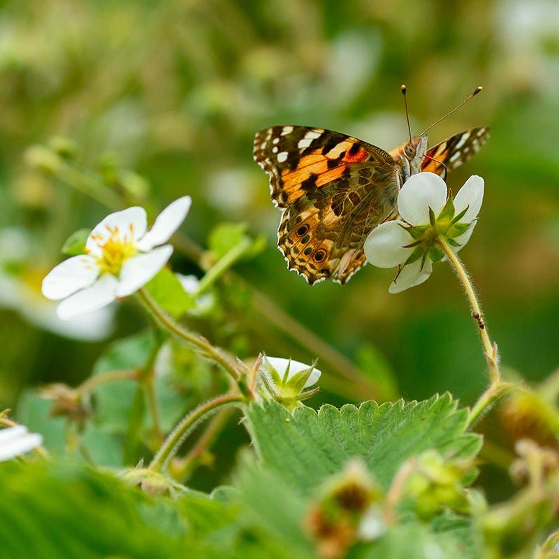 A Groundcover That Welcomes Pollinators A Groundcover That Welcomes Pollinators
